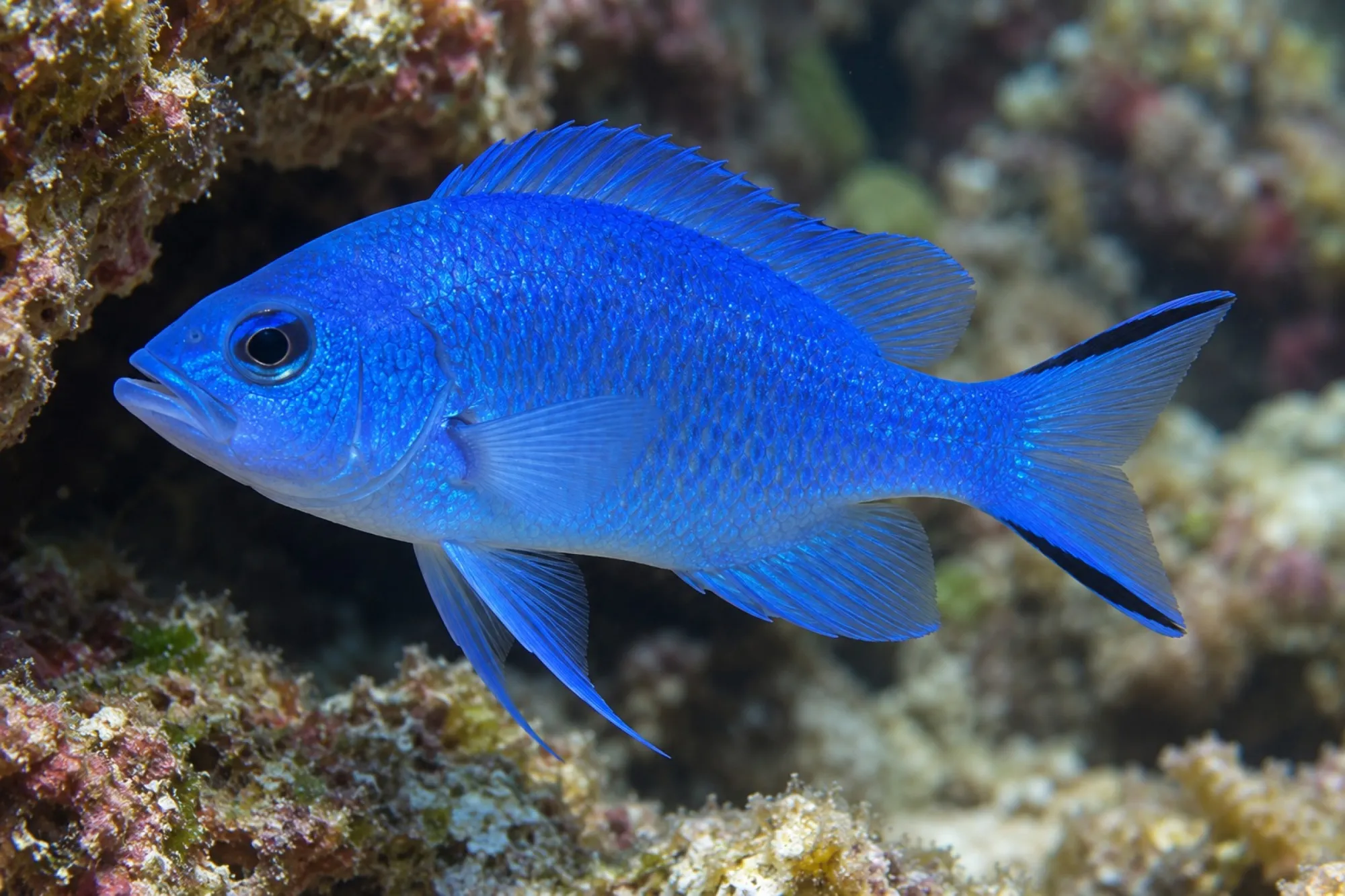 Blauer Hamletbarsch, Hypoplectrus gemma
