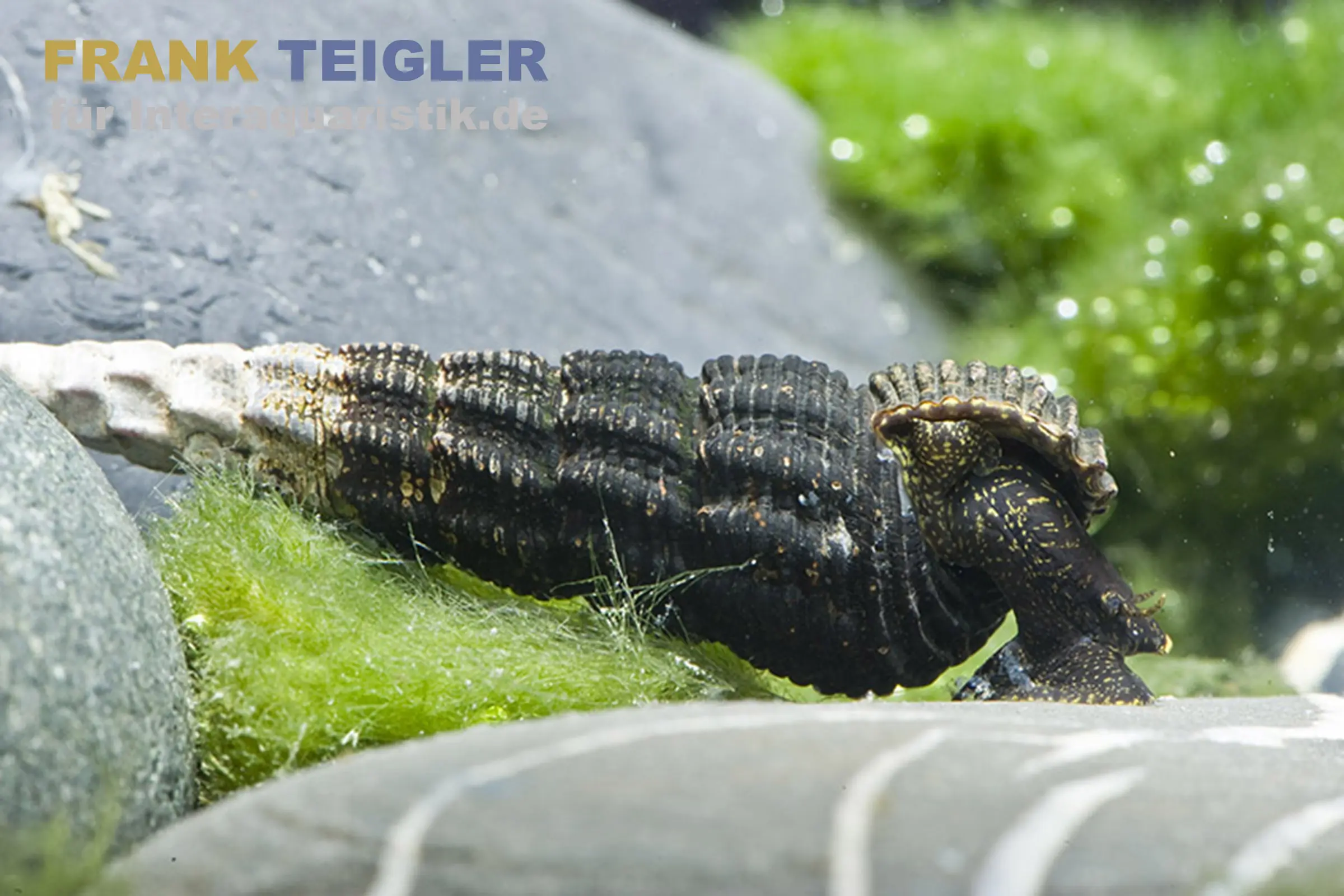 Goldfühler-Tylomelania, Tylomelania gemmifera