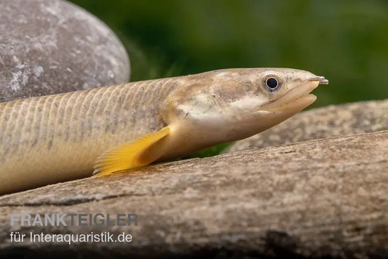Pollis Flösselhecht, Polypterus polli, 15-18 cm (palmas)