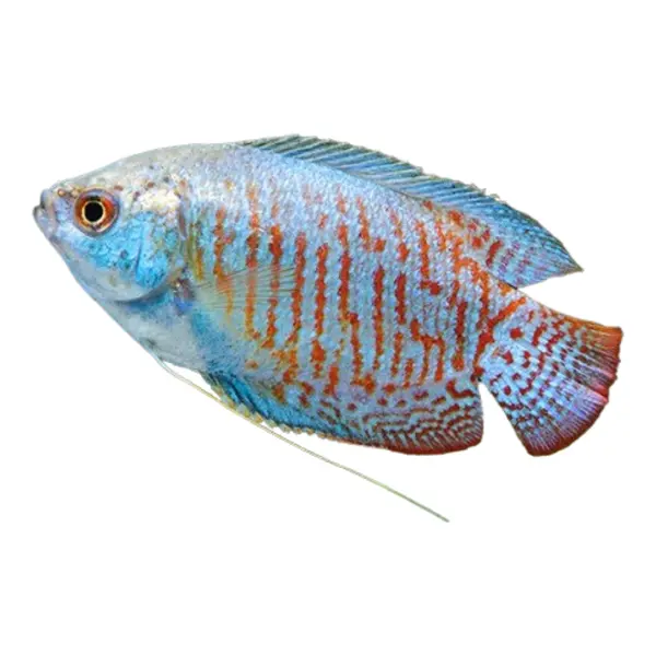Fadenfische & Gouramis