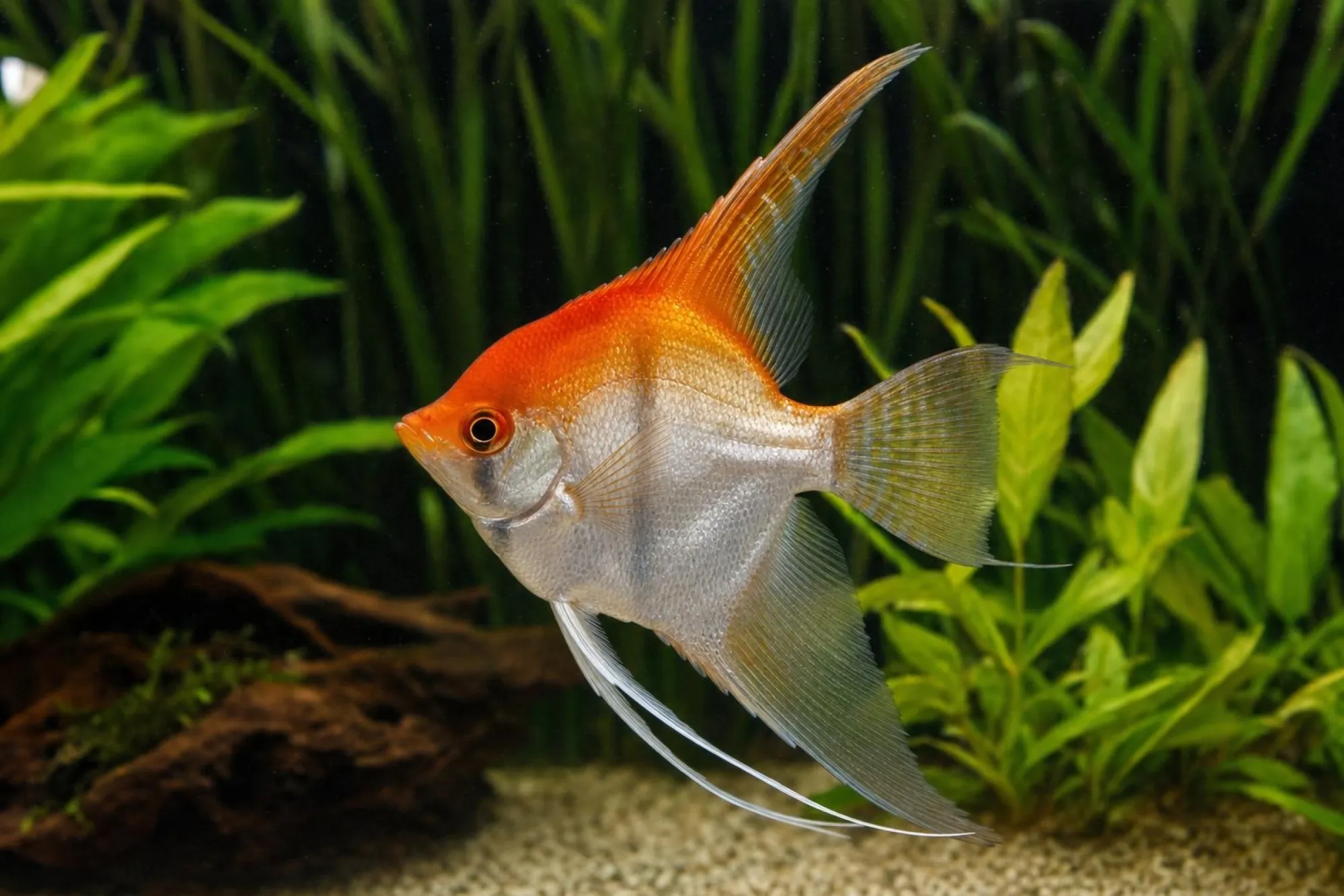 Koi-Red-Skalar, Pterophyllum scalare