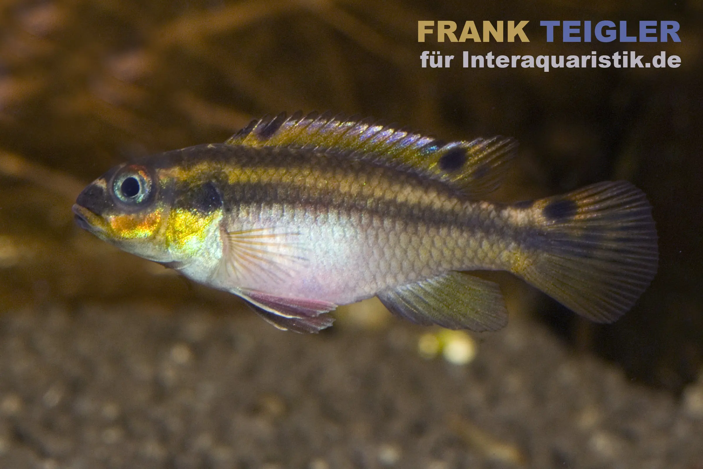 Moliwe-Smaragdprachtbarsch, Pelvicachromis taeniatus molive