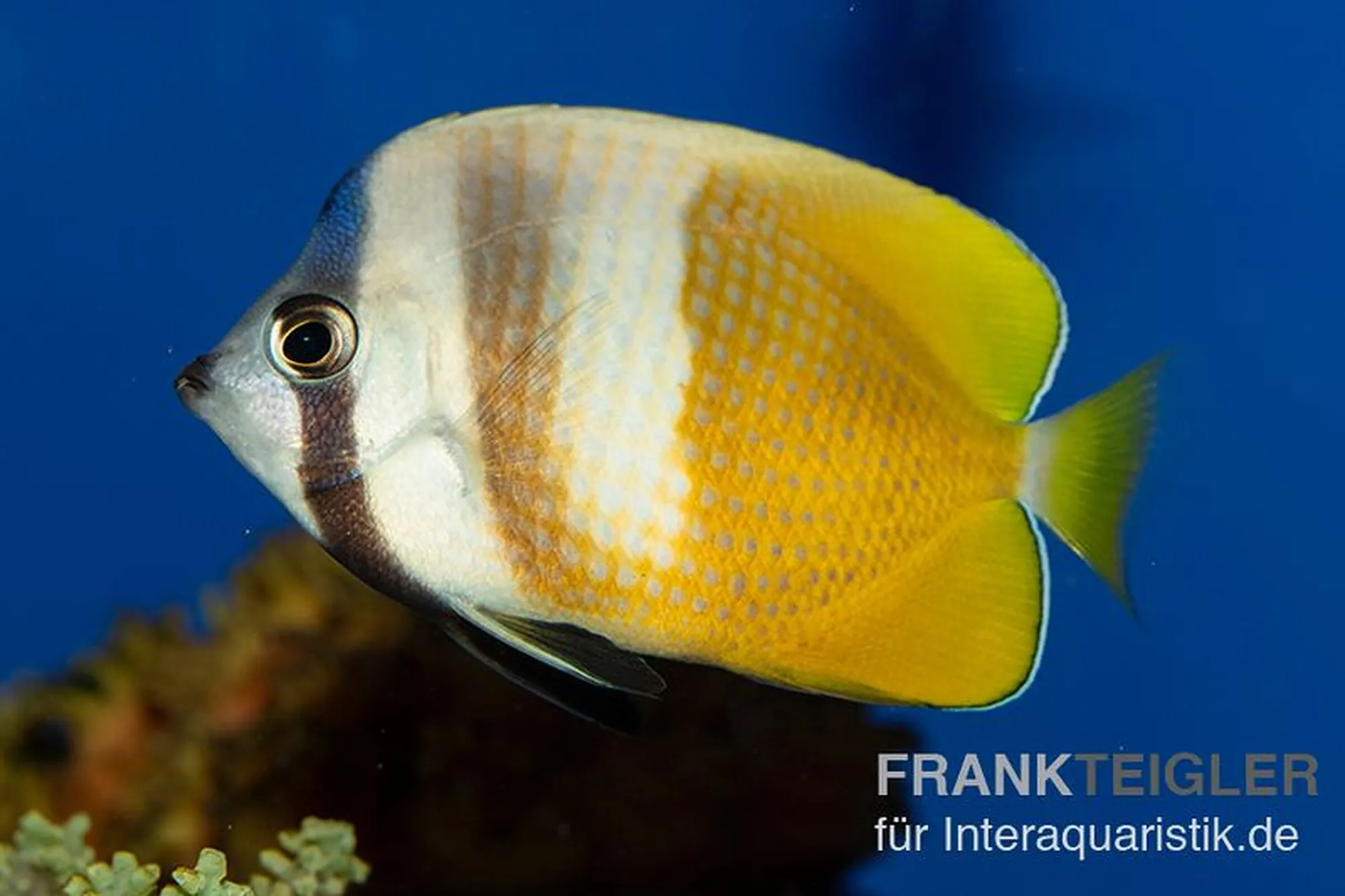 Klein's Falterfisch, Chaetodon kleinii, ca. 6,0-8,0 cm