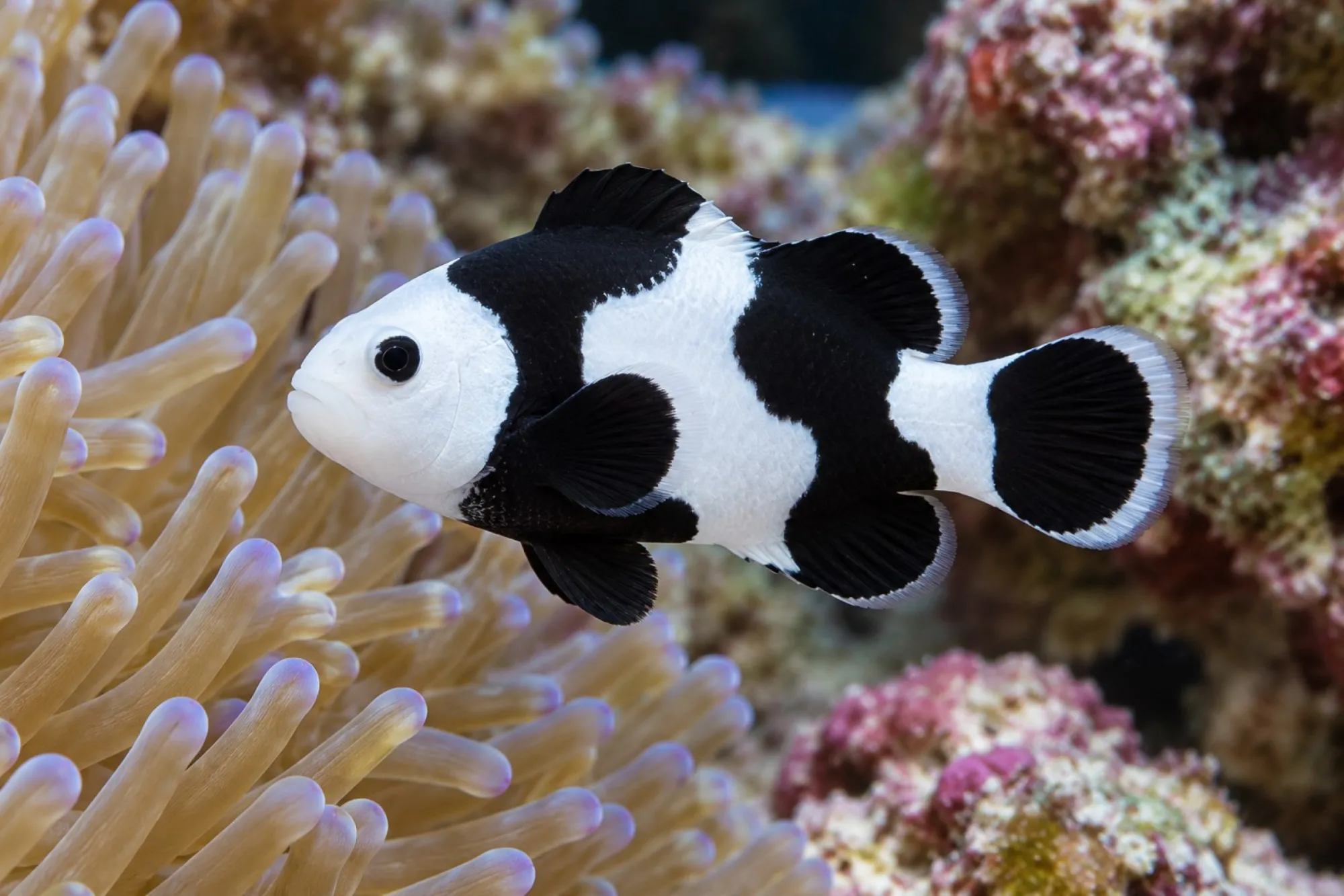 Ocellaris-Clownfisch „Black Storm“ Nachzucht, Amphiprion ocellaris