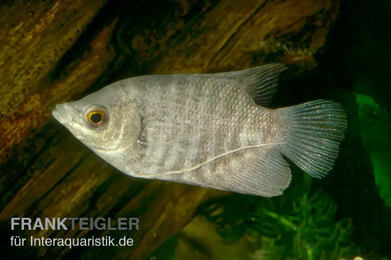 Riesengurami, Osphronemus goramy, NZ 5-7 cm