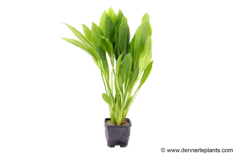 Breite Amazonaspflanze, Echinodorus bleheri, XL-Topf Mutterpflanze