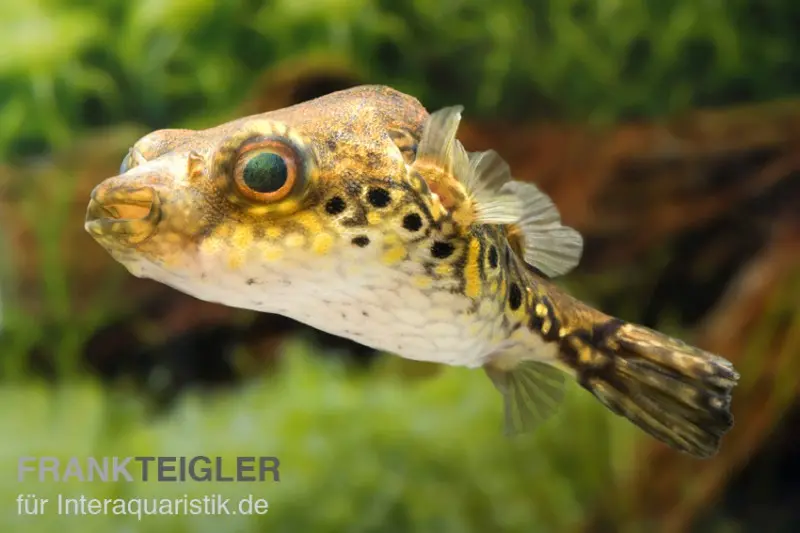 Echter Palembang-Kugelfisch, (Tetraodon) Pao palembangensis