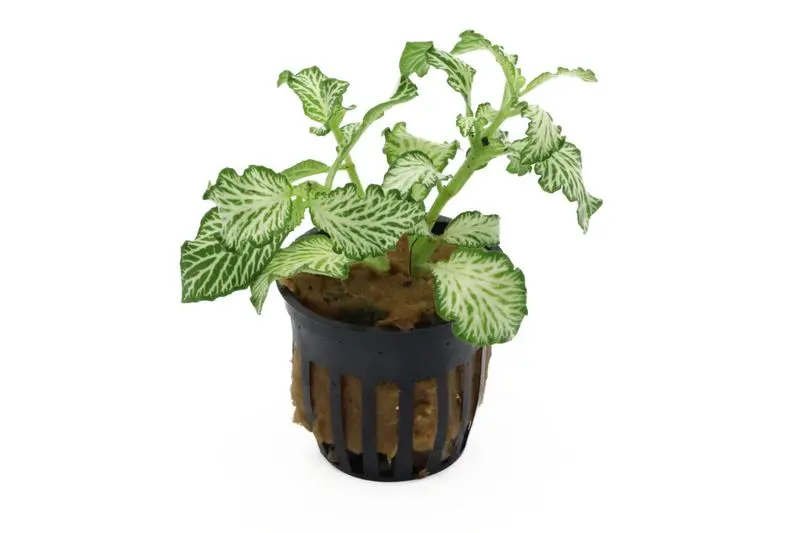 Grüne Fittonia, Fittonia verschaffeltii (Terrariumpflanze)