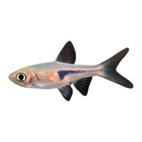 Rasboras