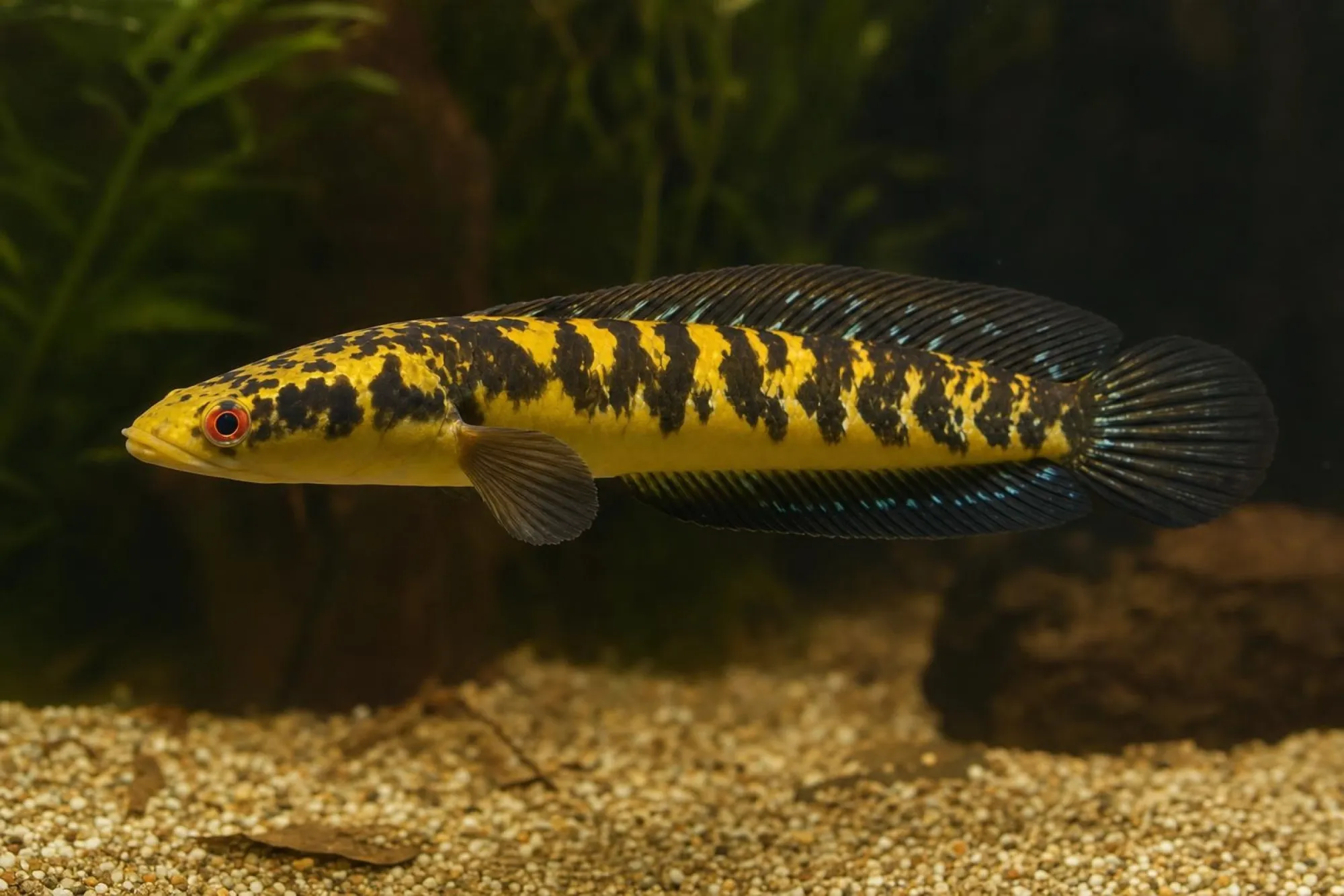Kaiser-Schlangenkopffisch „Yellow Sentarum“, Channa marulioides