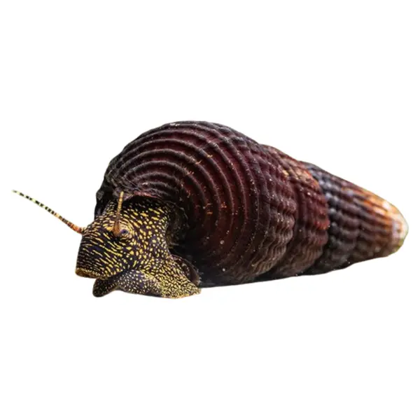 Tylomelania