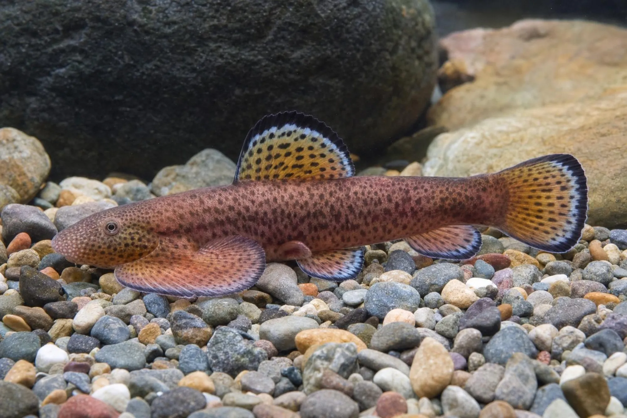 Lianjiang-Flossensauger, Pseudogastromyzon lianjiangensis