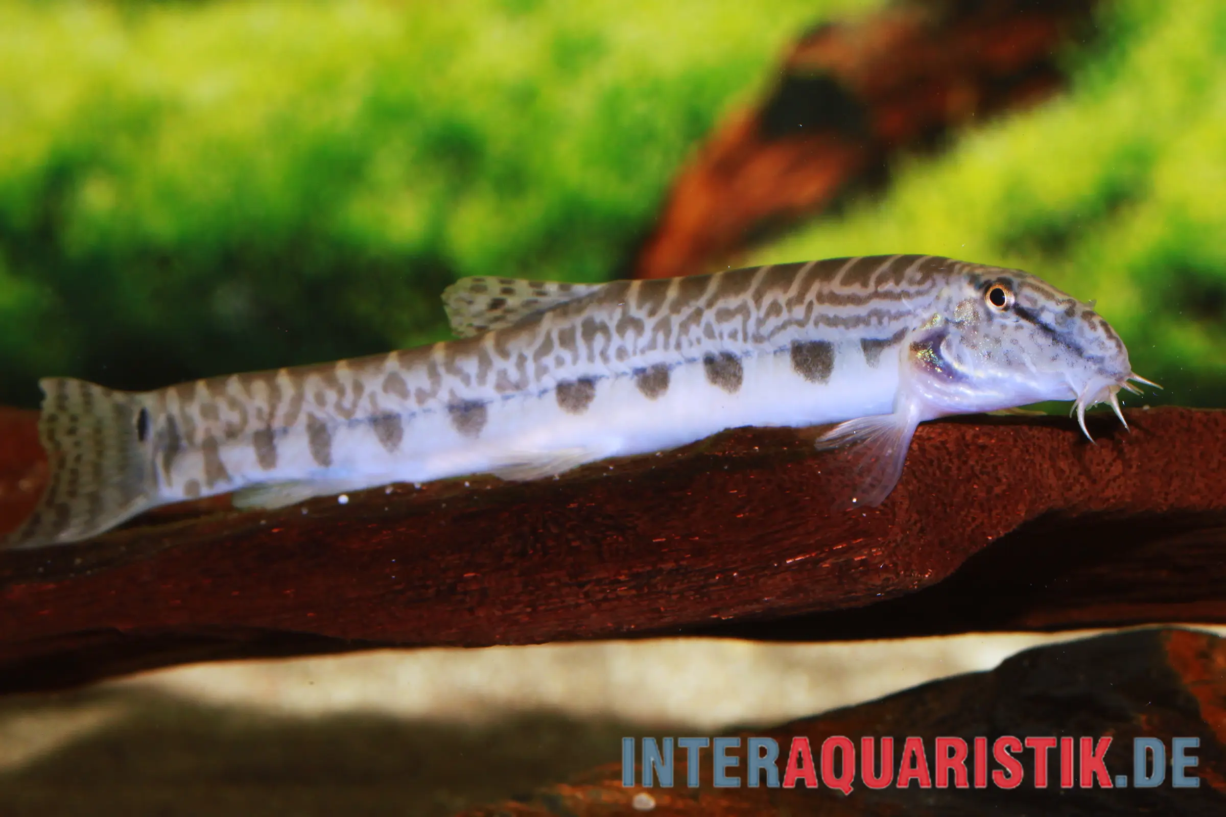 China Steinbeißer, Cobitis sinensis