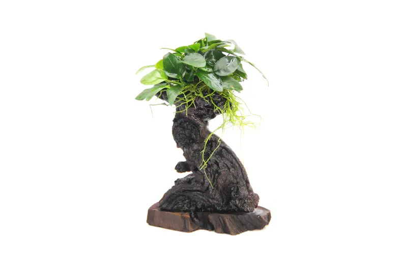 Mbuna S mit Anubias barteri var. nana, ca. 10x12x25 cm