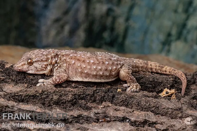 Bibrons Dickfingergecko, Chondrodactylus bibronii, Männlich