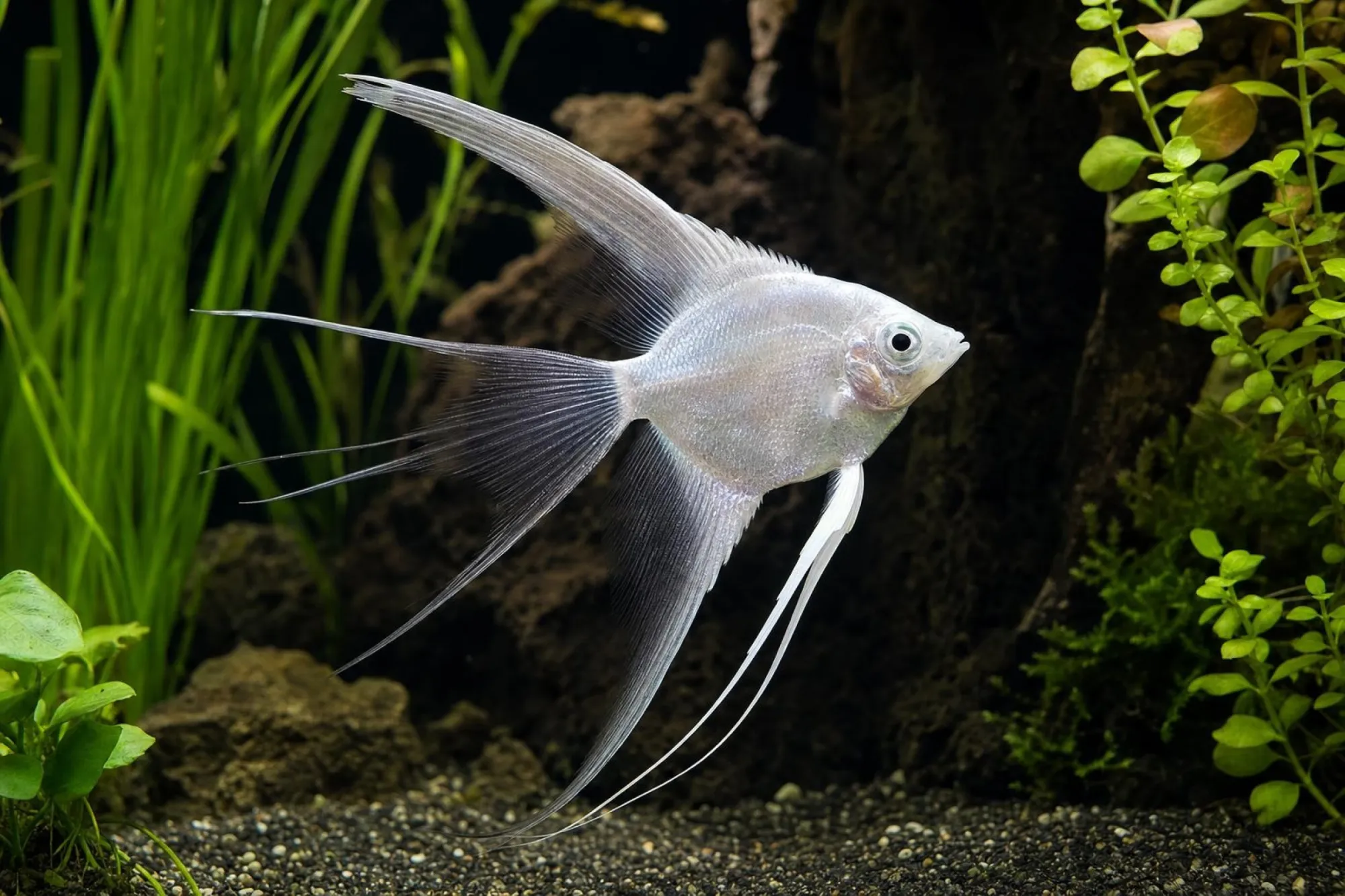 Silberner Schleierskalar, Pterophyllum scalare