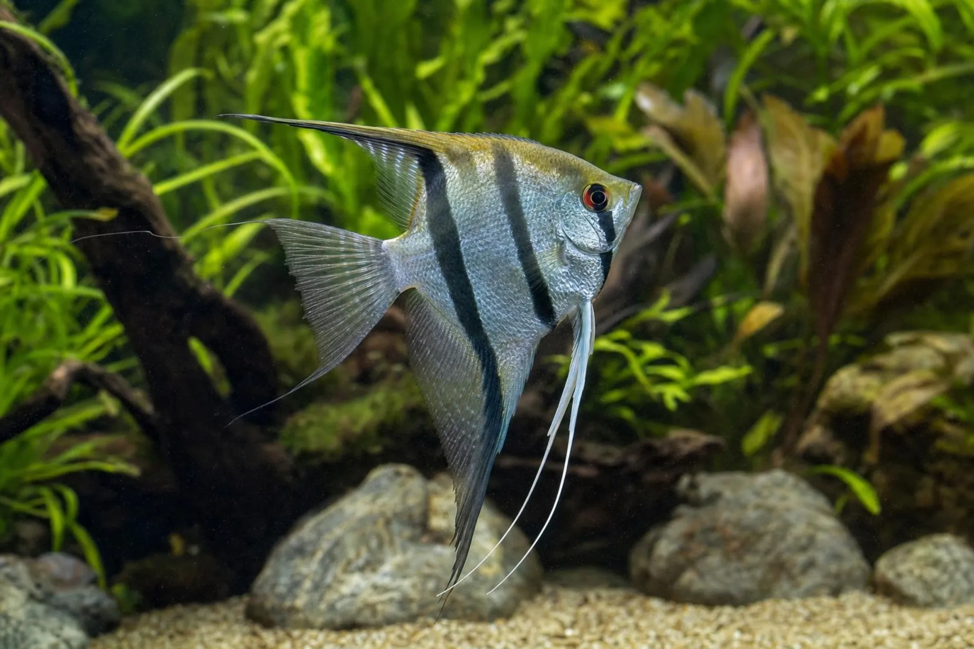 Marmor-Schleierskalar, Pterophyllum scalare