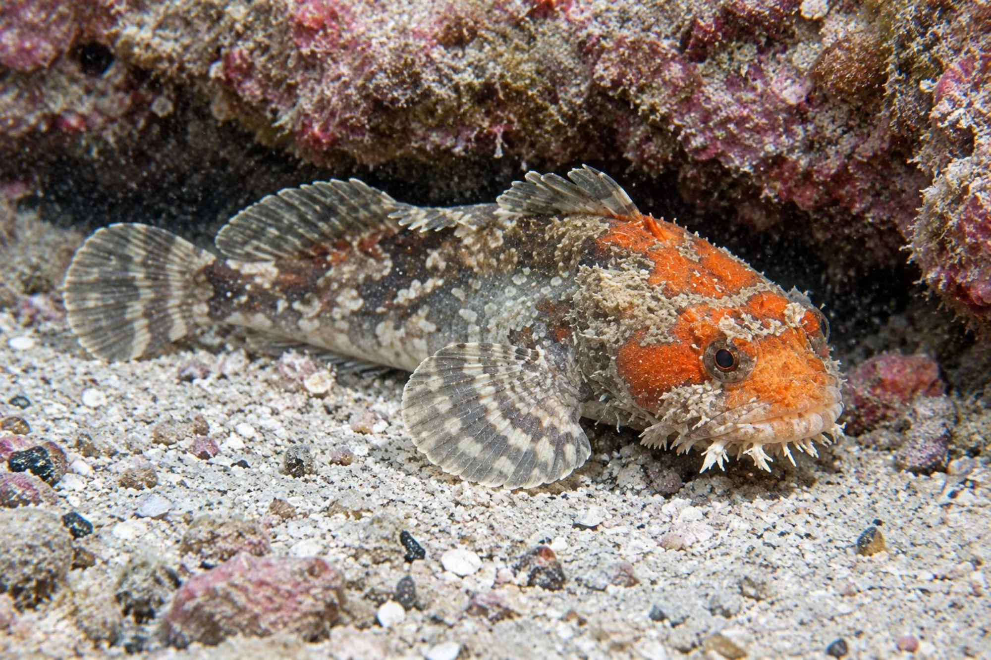 Oranger Krötenfisch, Opsanus beta