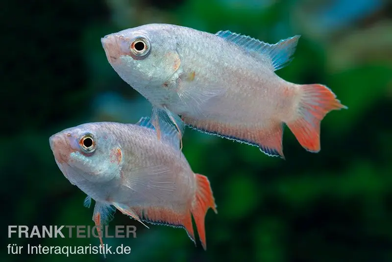 Blaue Makropode, Macropodus opercularis BLUE