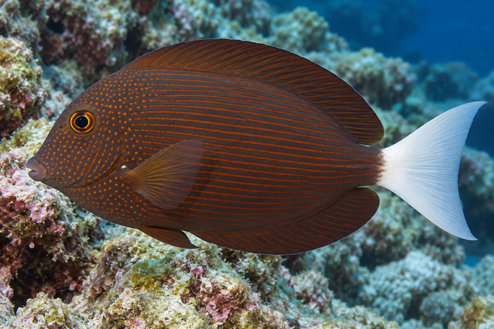 Weißschwanz-Borstenzahn-Doktorfisch, Ctenochaetus flavicauda