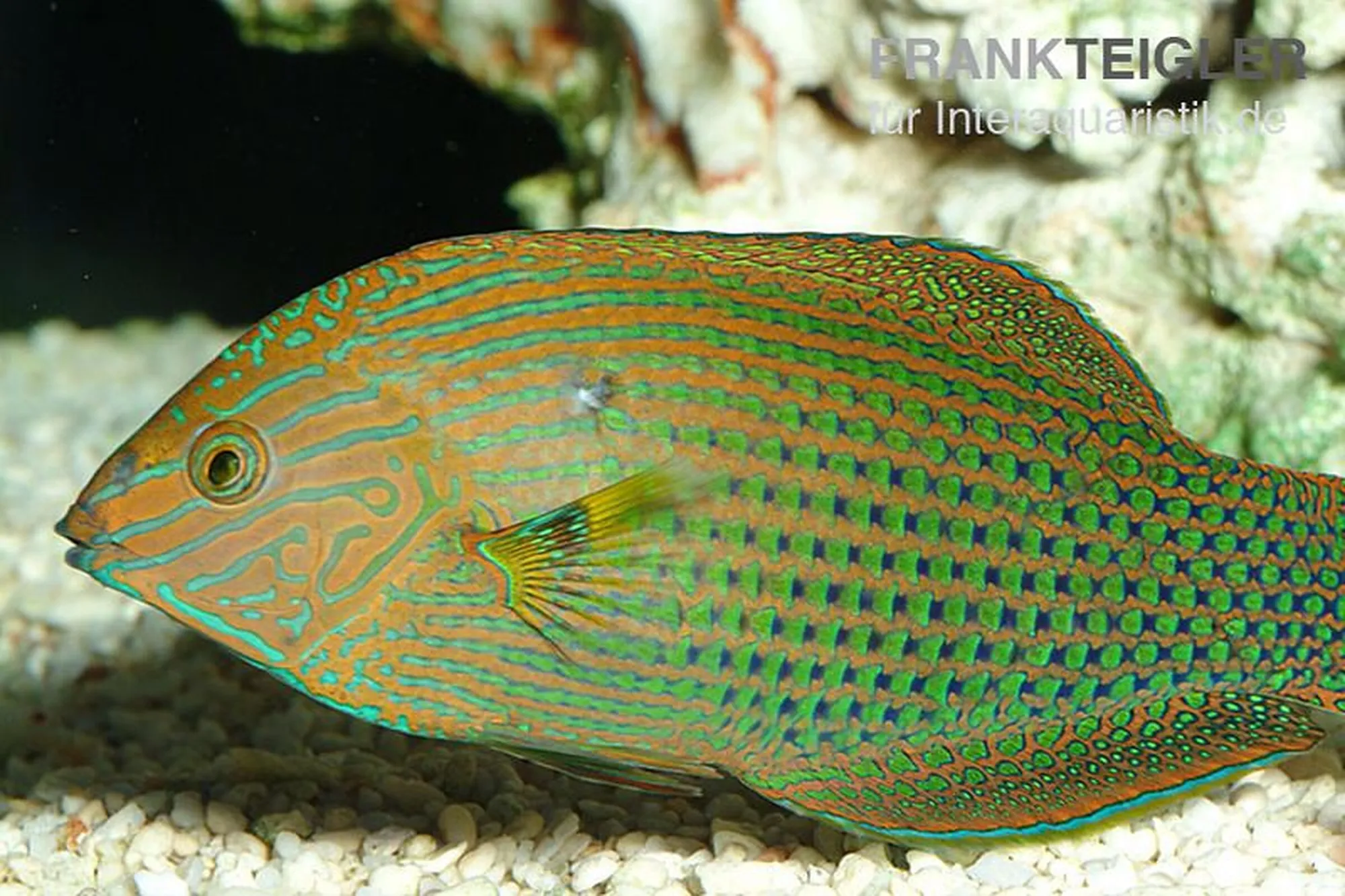 Prachtregenbogenlippfisch, Halichoeres marginatus, ca. 3,0-4,0 cm