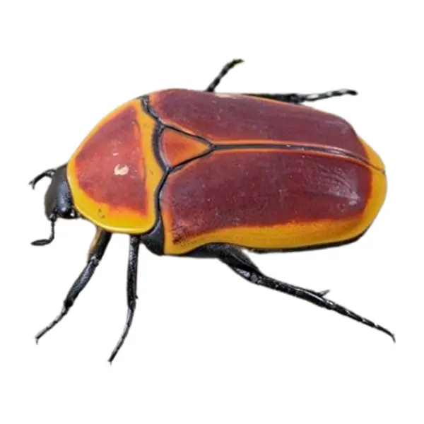 Käfer