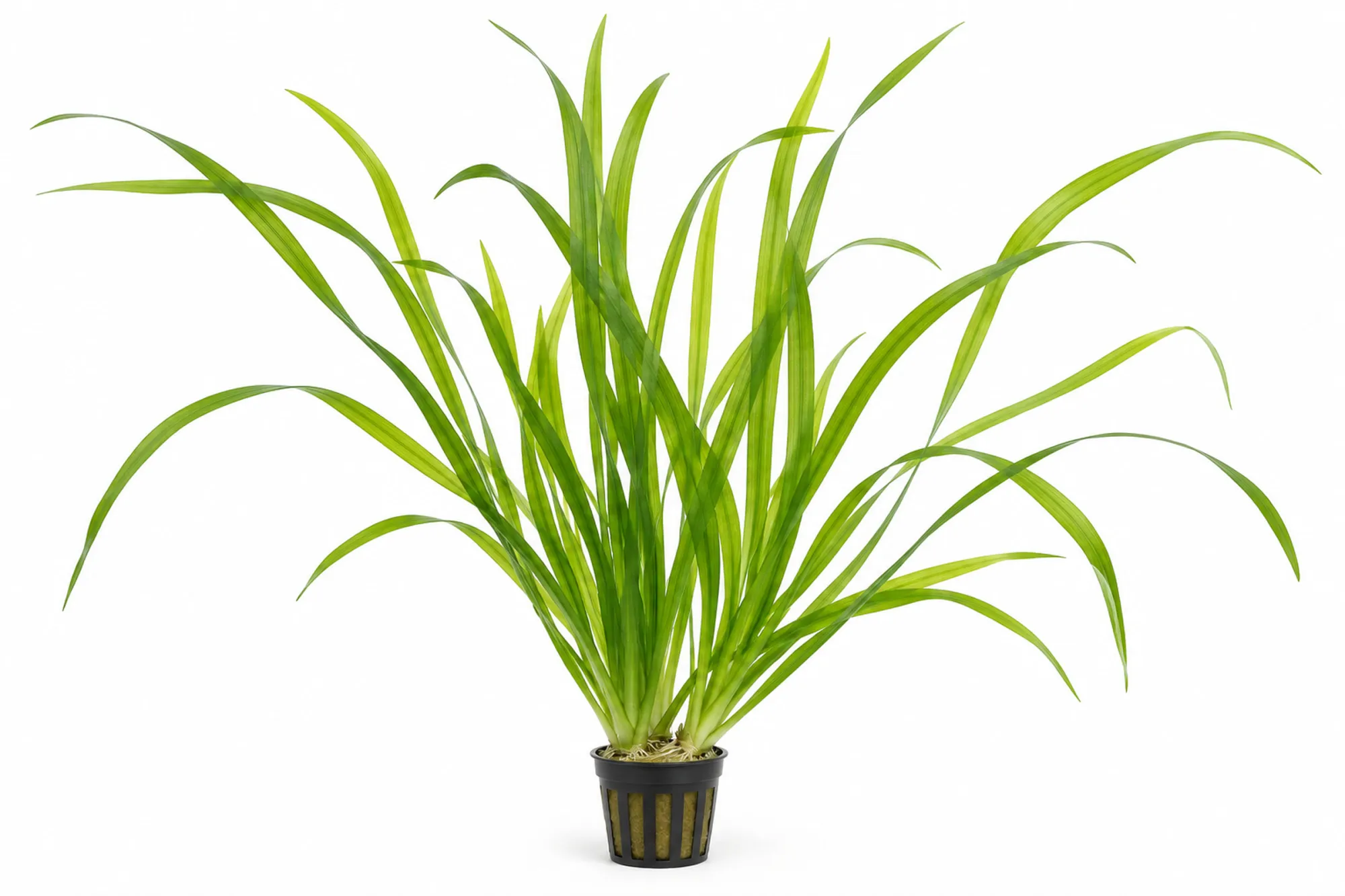 Riesenvallisnerie Vallisneria australis mit langen grünen Bandblättern im schwarzen Gittertopf vor weißem Hintergrund.