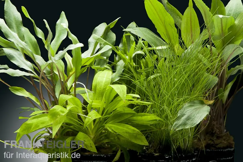 Aquarienpflanzen-Set Amazon, 5 Töpfe, Aquarienpflanzen-Set