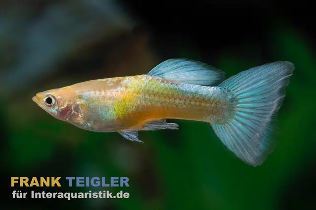 Guppy Golden Blue Neon, Poecilia reticulata (paarweise)
