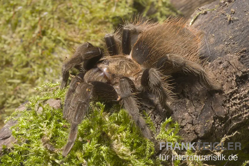 Schwarzrote Vogelspinne, Brachypelma vagans