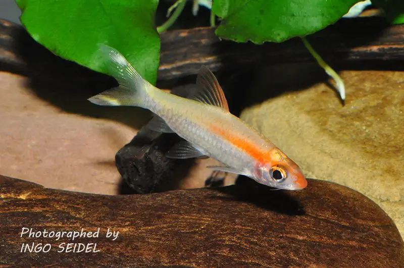 Goldener Rotstrichalgenfresser, Puntius denisonii gold