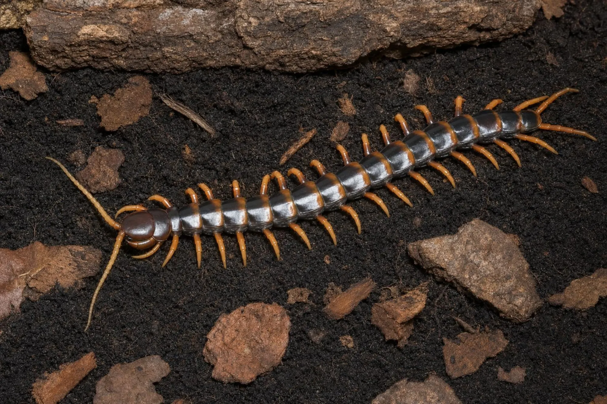 Sulawesi-Tiger-Skolopender, Scolopendra subspinipes