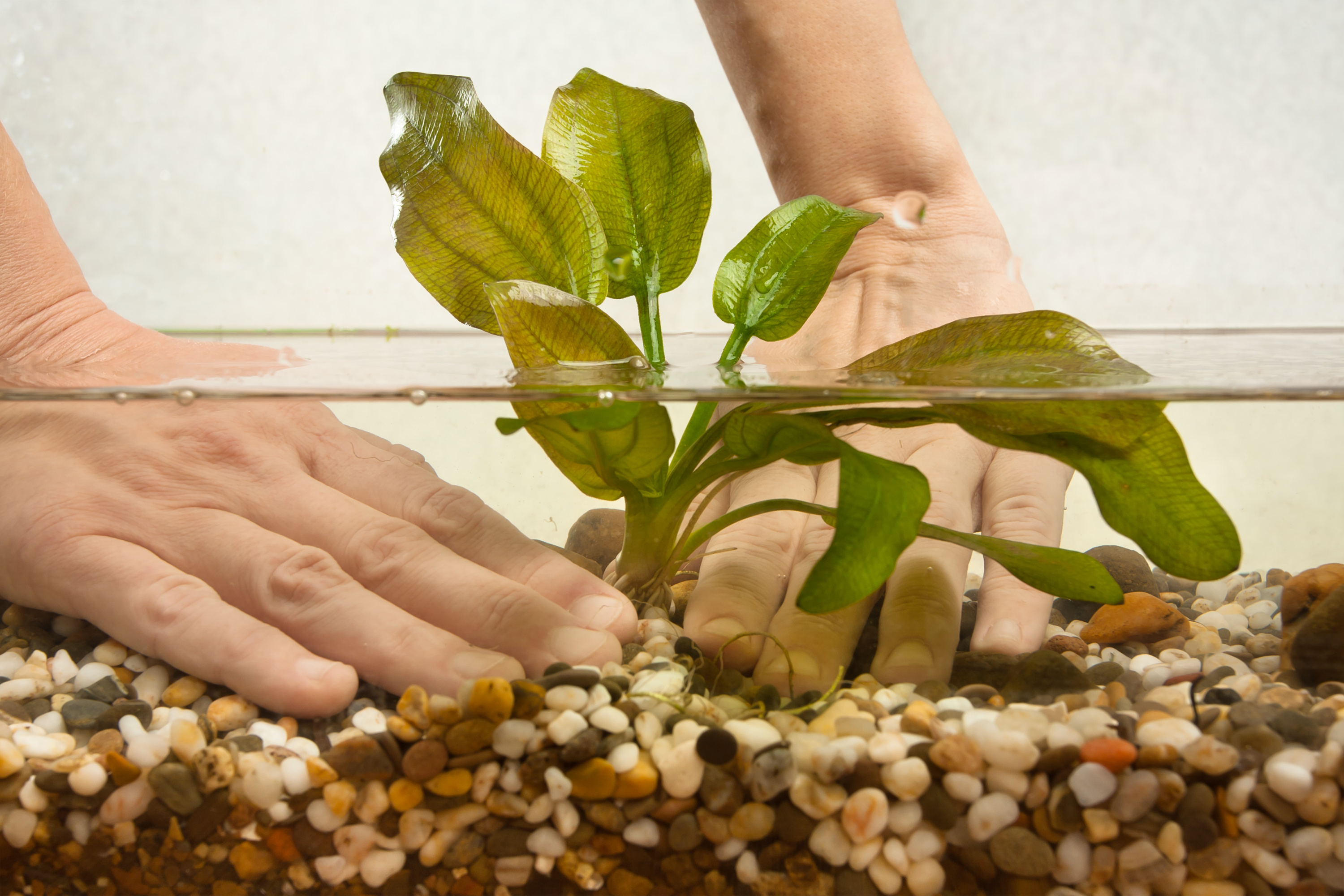 Nahaufnahme: Eine Hand setzt vorsichtig eine Aquarienpflanze mit einer Pinzette in den Bodengrund ein
