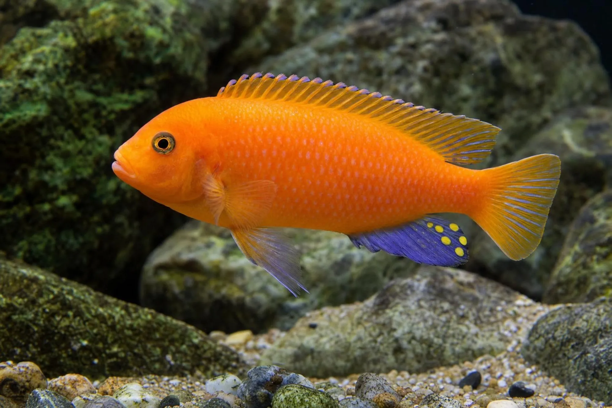 Roter Zebrabuntbarsch „Metangula“, Maylandia estherae, ca. 4,0 cm