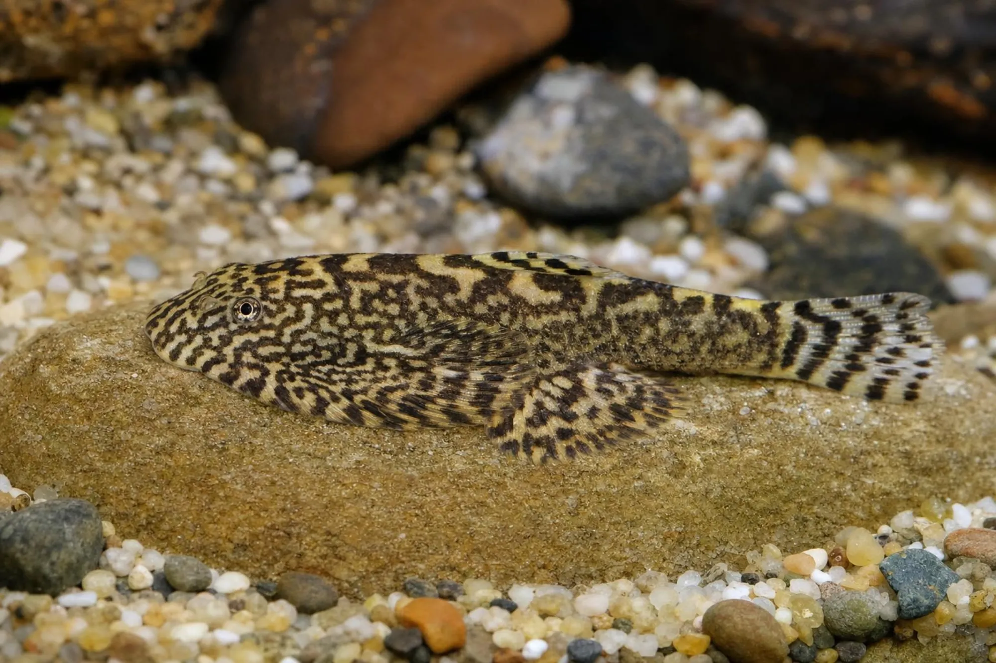 Patella-Prachtflossensauger, Sewellia patella