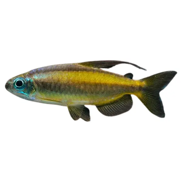 Afrikanische Salmler