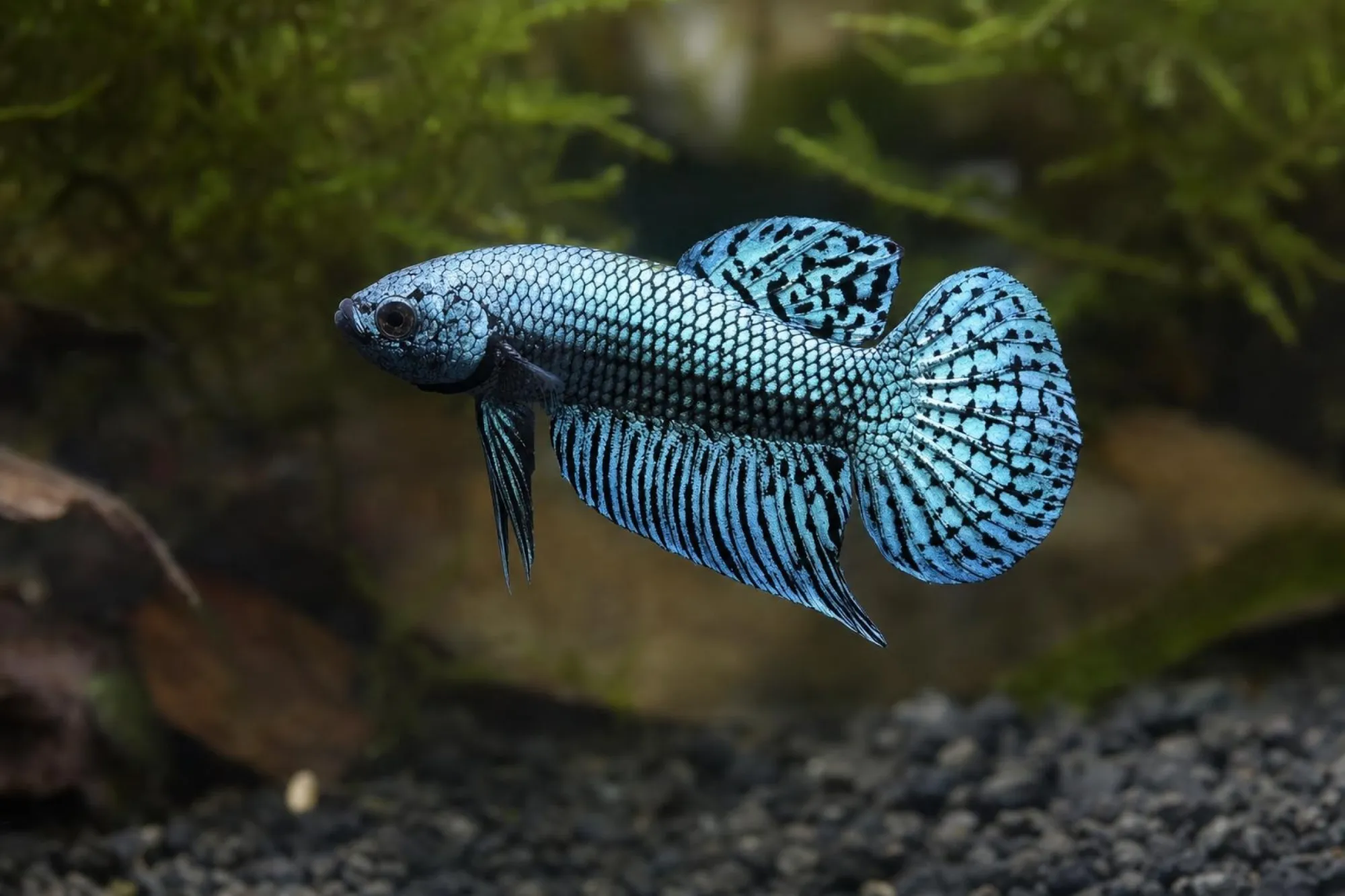 Alien-Kampffisch Stahlblau, Männchen, Betta sp.