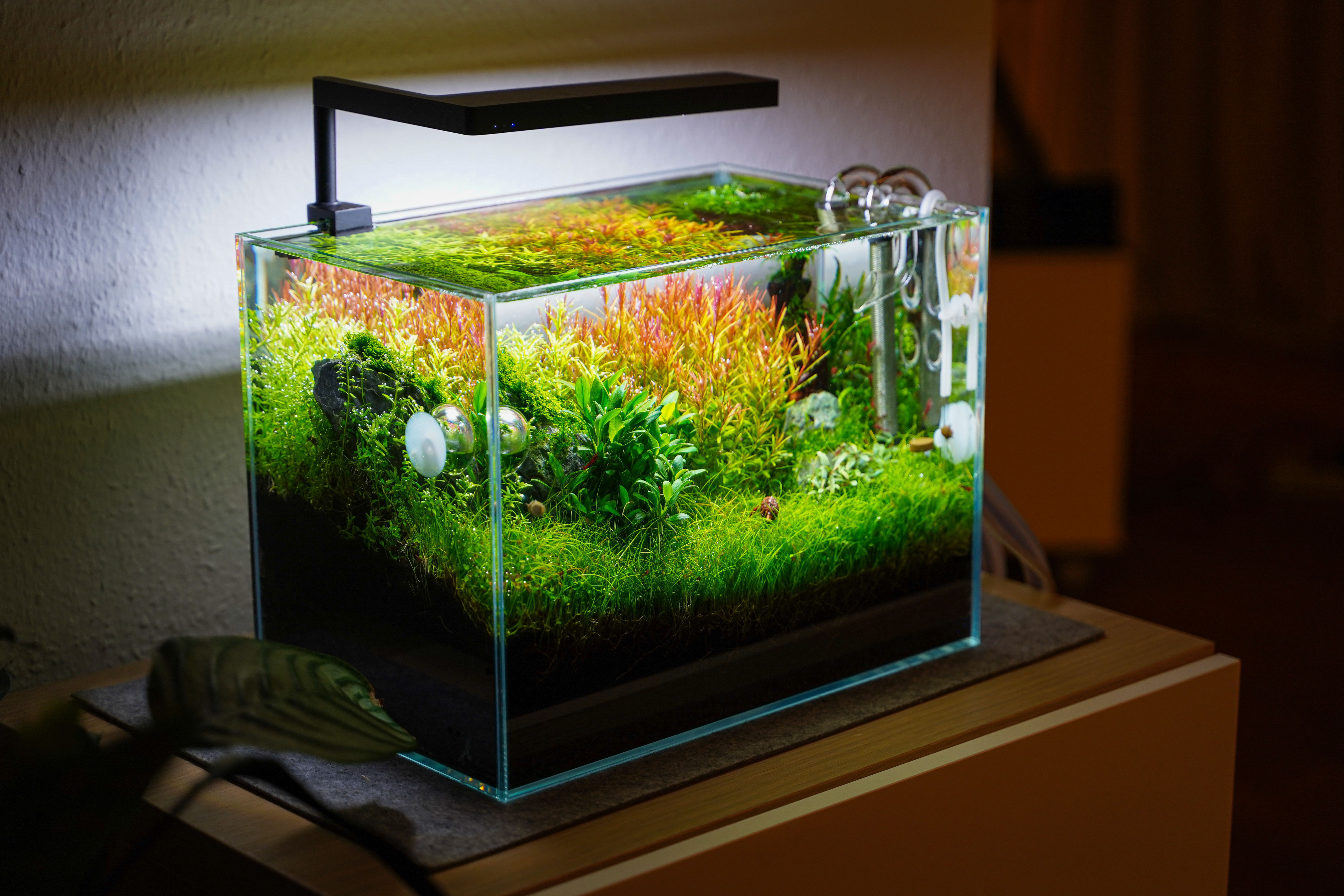Nano-Aquarium mit Potential zur Verbesserung