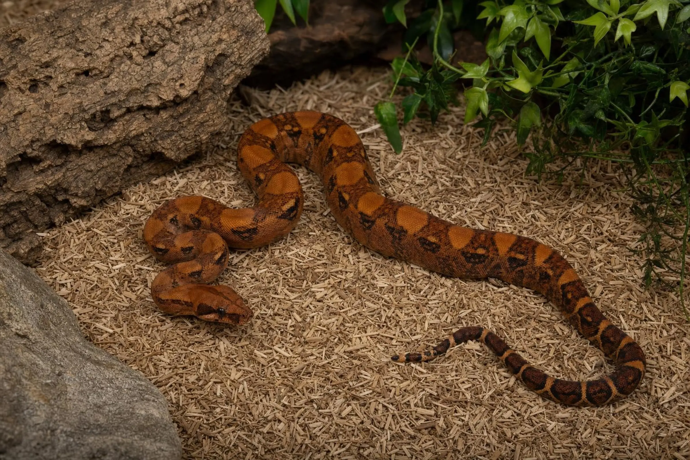 Berry-Blood-Abgottschlange, Nachzucht 2022, Boa constrictor