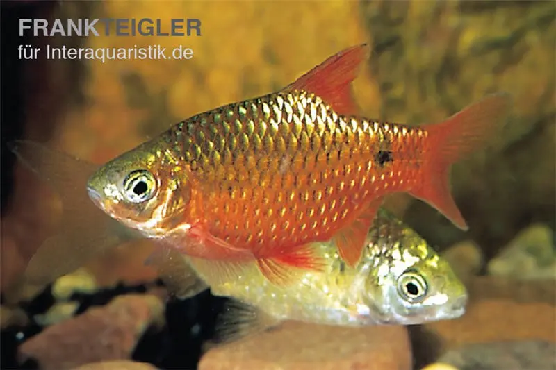 Prachtbarbe rot, Puntius conchonius (Pethia conchonius)
