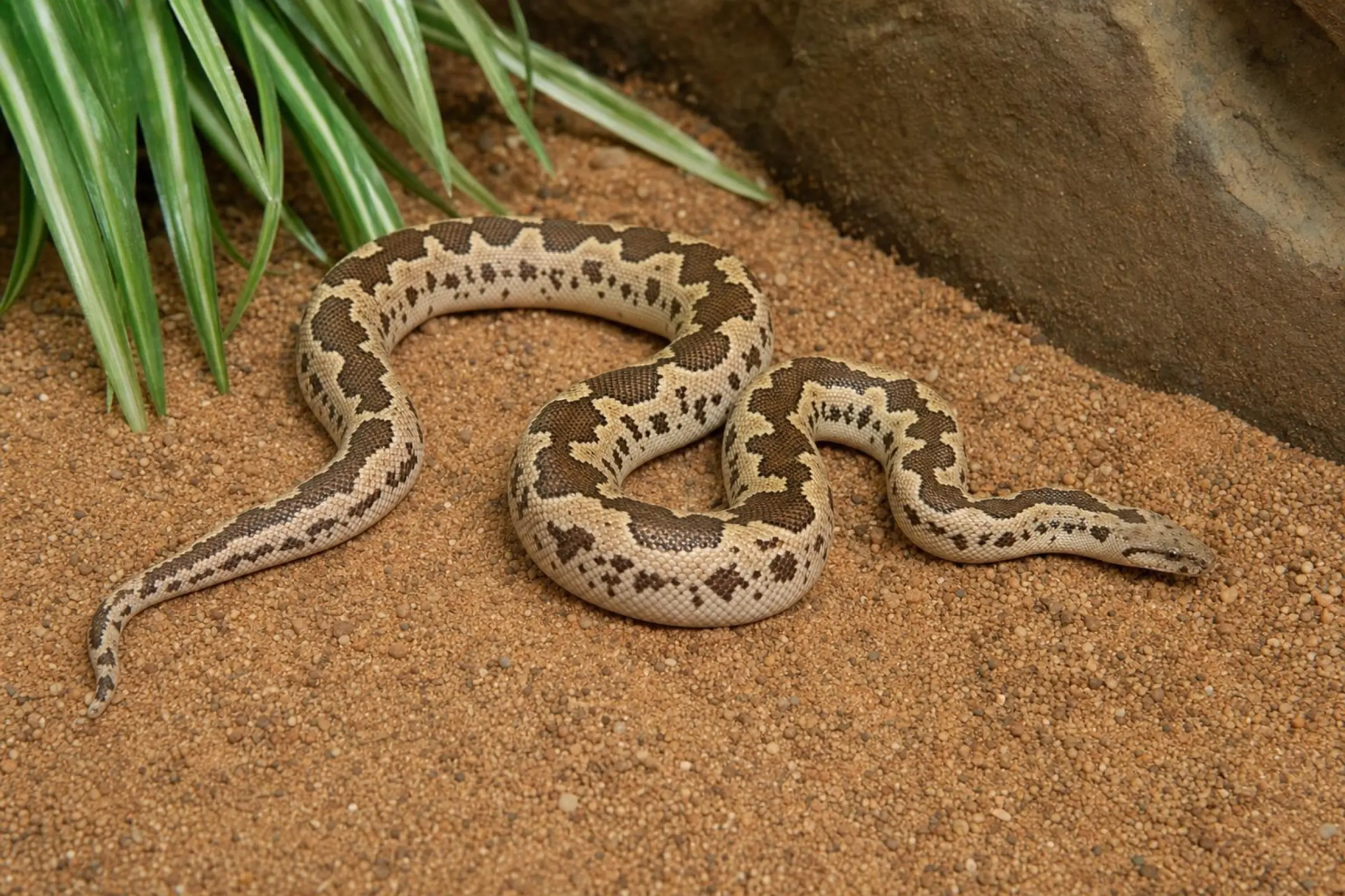 Gefleckte Sandboa, Gongylophis conicus