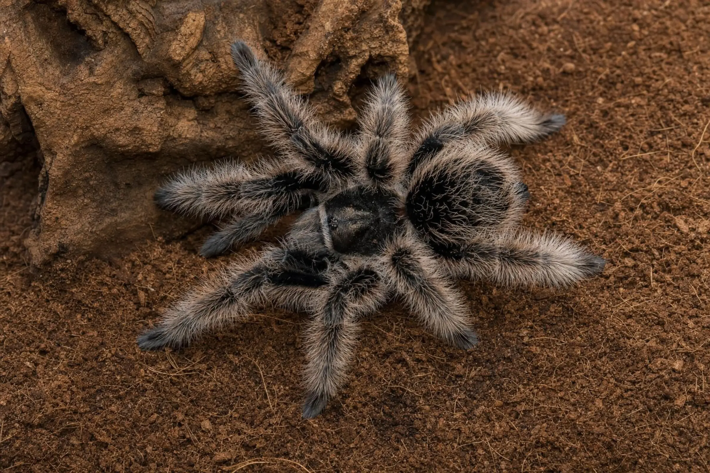 Kraushaar-Vogelspinne „Nicaragua“, Tliltocatl albopilosus