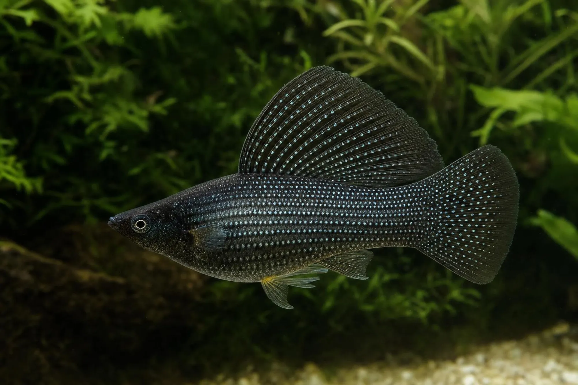 Schwarzer Yucatan-Molly, Poecilia velifera