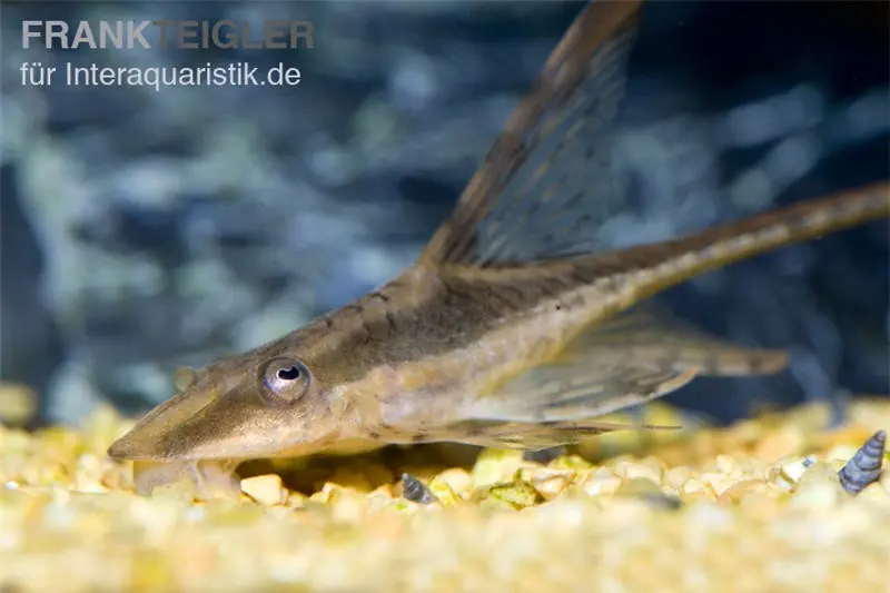 Störwels, Sturisoma aureum, 8-10 cm (Goldbartwels)
