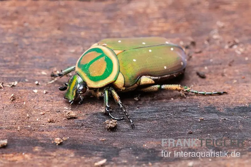 Grüner Mini-Rosenkäfer, Amauroleucocelis lunata