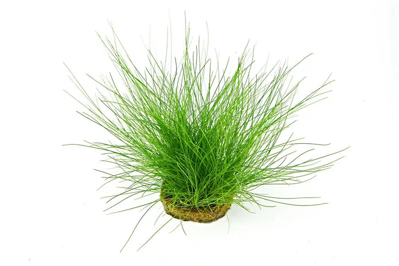 Nadelsimse, Eleocharis acicularis auf Pad/Matte, 9x9 cm