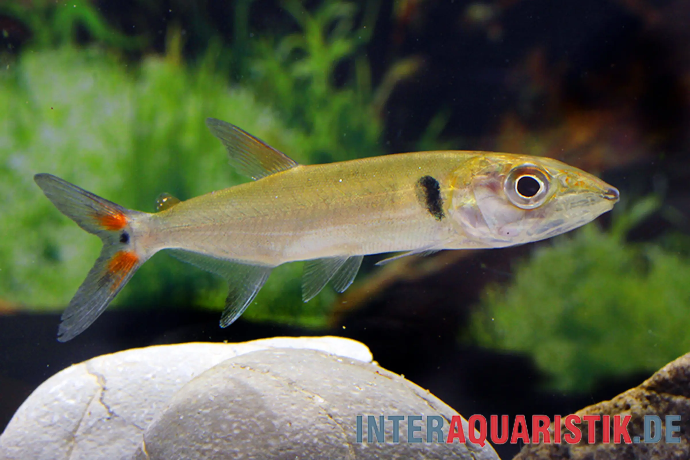 Silberner Aquarienfisch seitlich mit rotem Schwanz