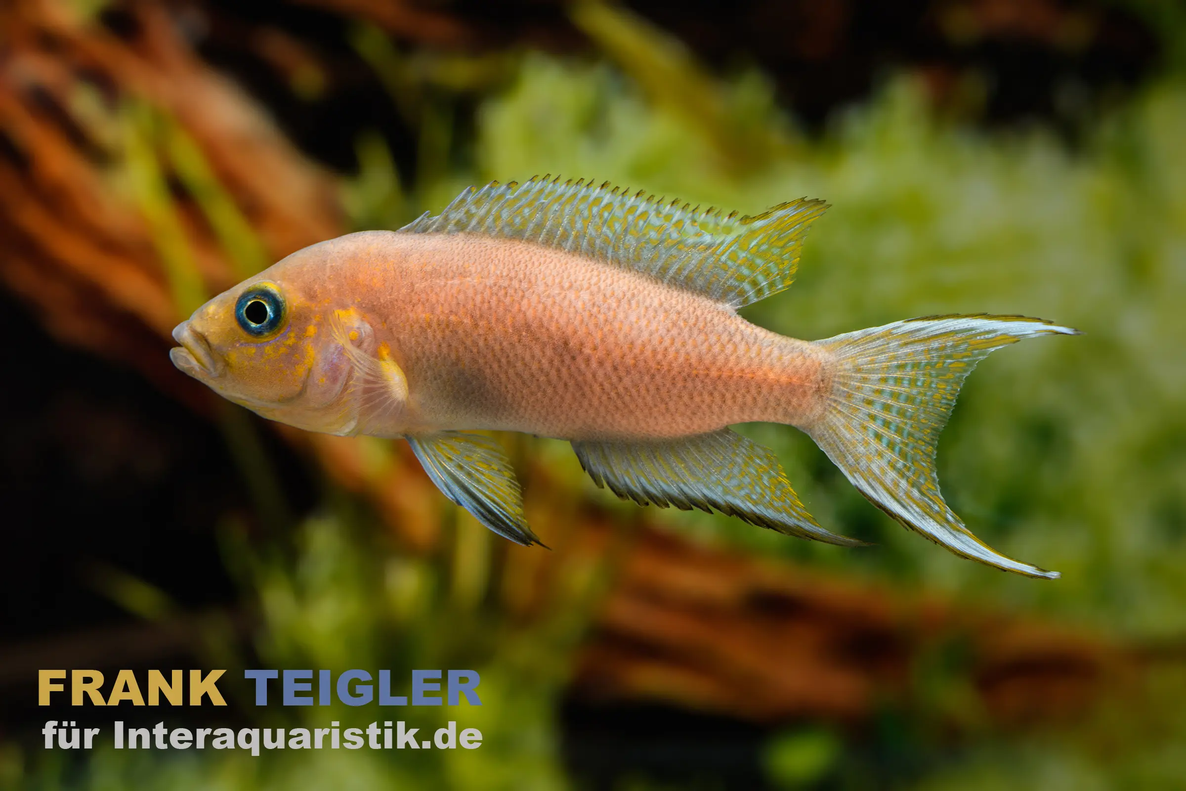 Sichelschwanzbuntbarsch, Lamprologus falcicula, 4-5 cm