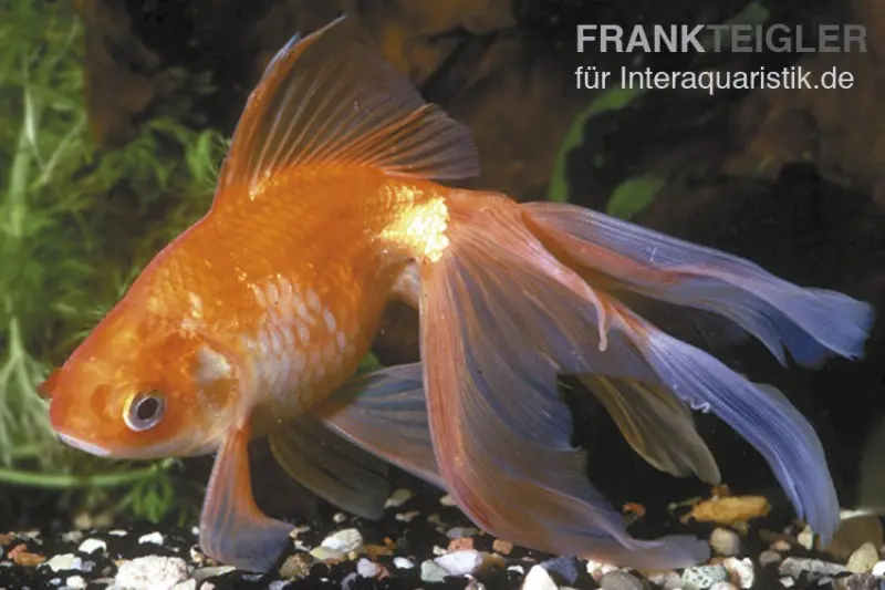 Roter Oranda, Carassius auratus (Kaltwasser), verschiedene Größen