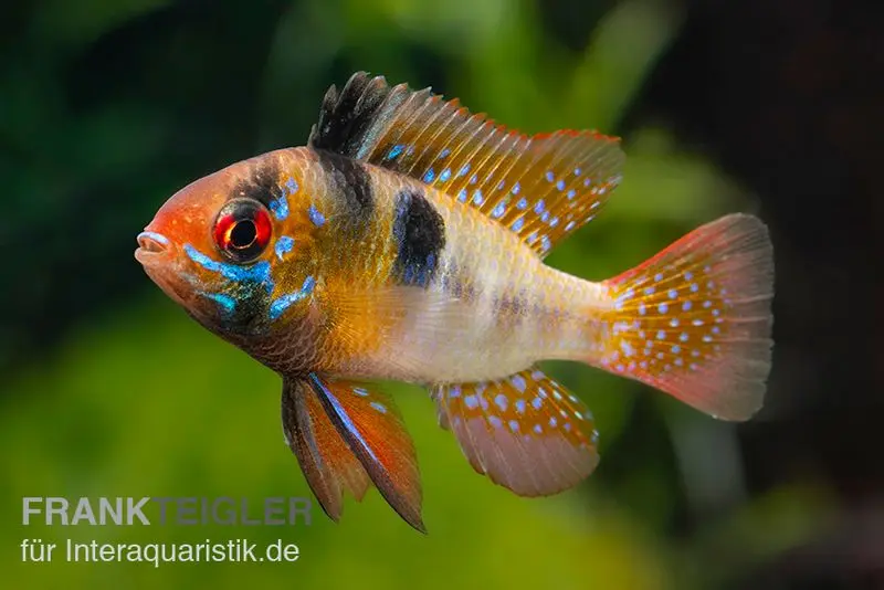 Südamerikanischer Schmetterlingsbuntbarsch XL, Mikrogeophagus ramirezi